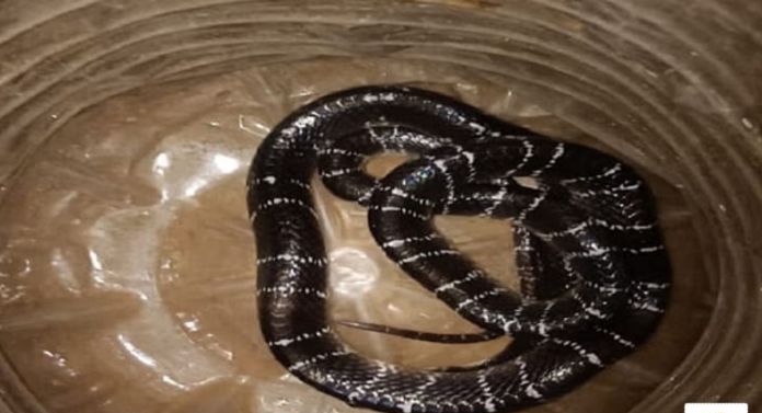 सब्जी थैले में मिला जहरीला सांप! देख कर पत्नी के उड़ गए होश, ब्लैक करैत है बेहद खतरनाक