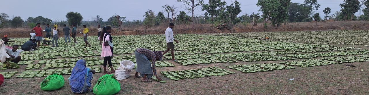 सुशीला हो या मूलको बाई,तेंदूपत्ता के बढ़े दाम ने संग्राहकों में खुशियां जगाई<br>