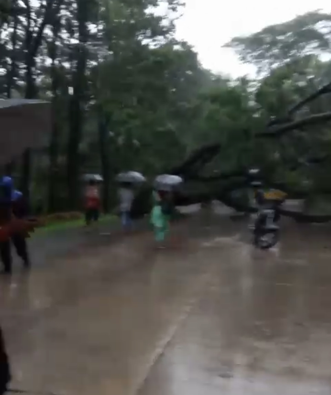 देर रात से लगातार बारिश से पाली–दीपका मार्ग बाधित, नूनेरा भीमसेनिया जंगल में पेड़ गिरा, देखे वीडियो..